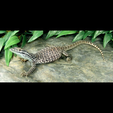 baby argus monitor for sale