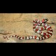 Durango Mountain Kingsnake (2011 Female)