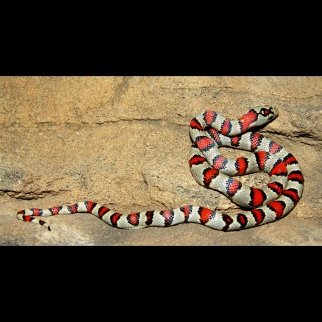 Durango Mountain Kingsnake (2011 Female)