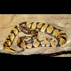 Enchi Ball Python