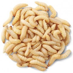 Wax Worms