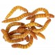 Mealworms