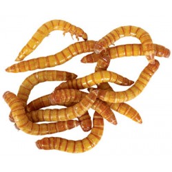 Mealworms