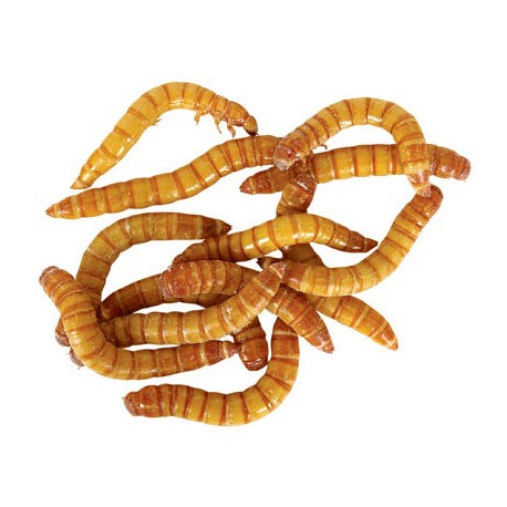 Mealworms