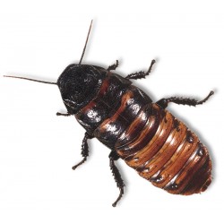 Madagascar Hissing Cockroach (Gromphadorhina portentosa)