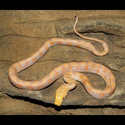 Lavender Albino Reticulated Python (LARP001M)