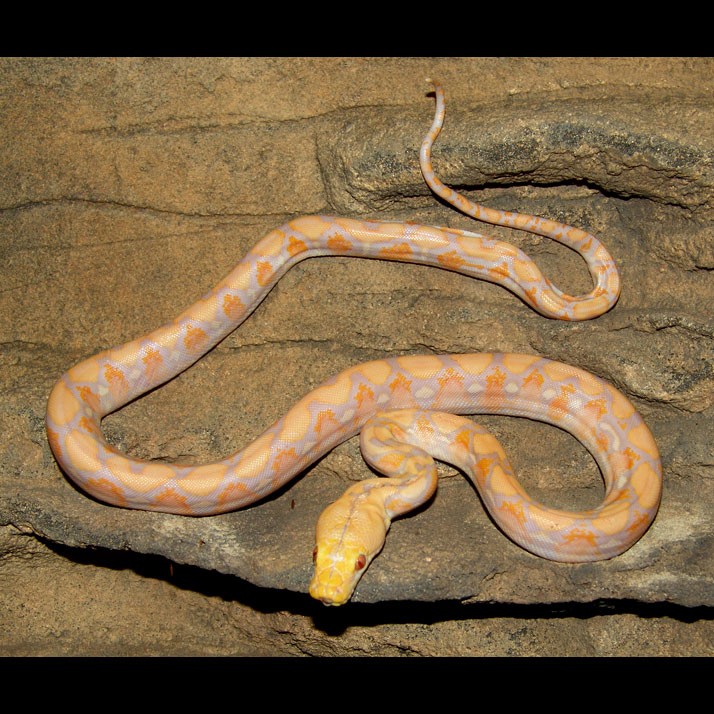 Albino Reticulated Python
