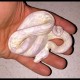 Colombian Red Tail Boas - Snow (Babies)