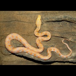 Lavender Albino Reticulated Python (LARP003F)