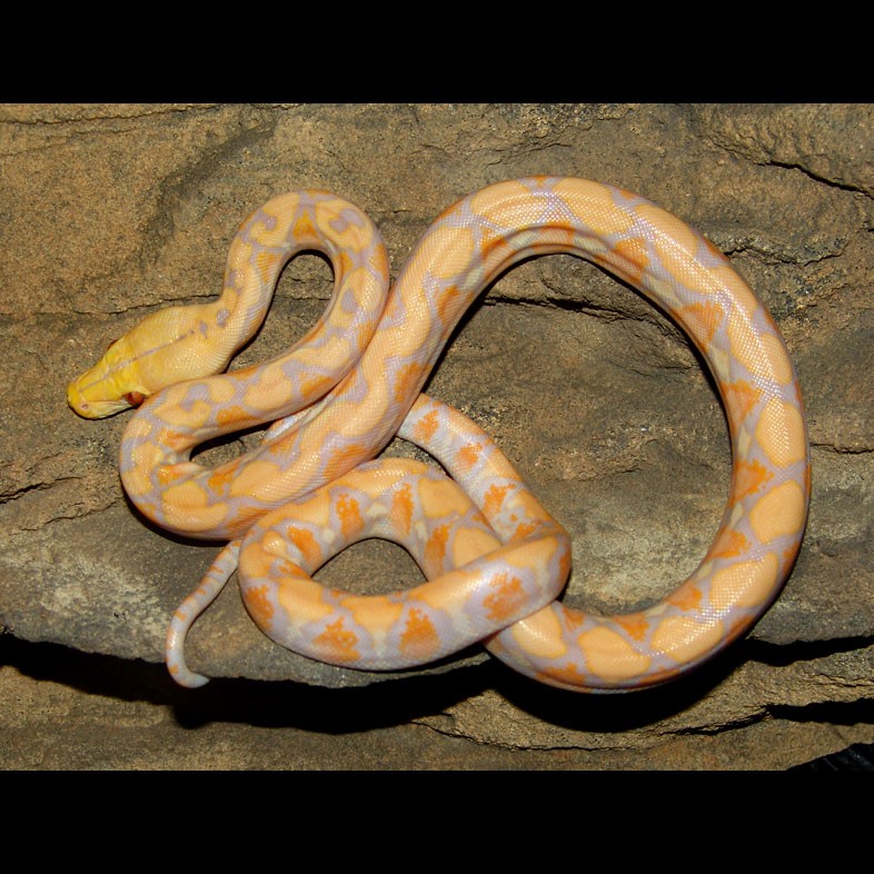 Albino Reticulated Python