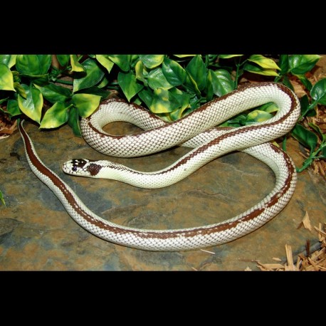 Reverse Stripe California Kingsnake (2005 Male)