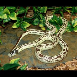 Reverse Stripe Banana California Kingsnake (2008 Female)