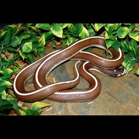 Striped California Kingsnake (2007 Male)