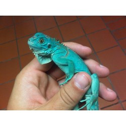 Blue Iguana (Babies)