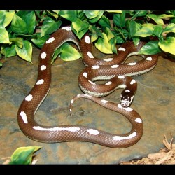 Dot-Dash California Kingsnake (2007 Male)