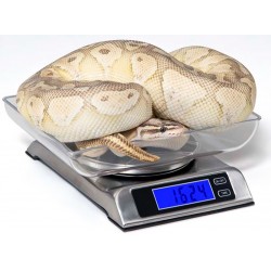 DS 6000 Digital Scale (Vivarium Electronics)