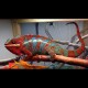 Ambilobe Panther Chameleons - Blue Bar (Babies)