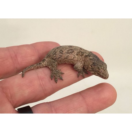 New Caledonian Giant Geckos "Leachies"