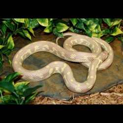 California Kingsnake - Lavender Albino Banana (2007 Female)