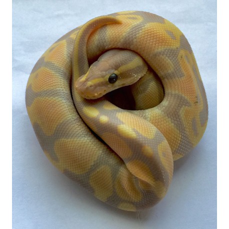 Banana Ball Pythons (Babies)