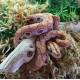 Brazilian Rainbow Boa - Hypo (Babies)