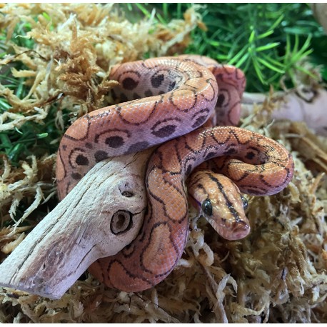 Brazilian Rainbow Boa - Hypo (Babies)