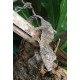 Henkel's Leaf-tailed Gecko
