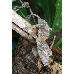 Henkel's Leaf-tailed Gecko