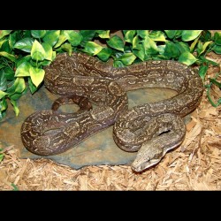 Hypo Colombian Red Tail Boas (Boa constrictor imperator)