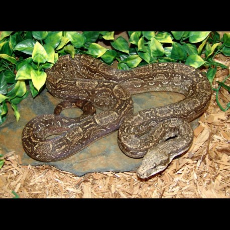 Argentine Boas (Babies)