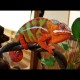 Panther Chameleons - Ambilobe (Babies)