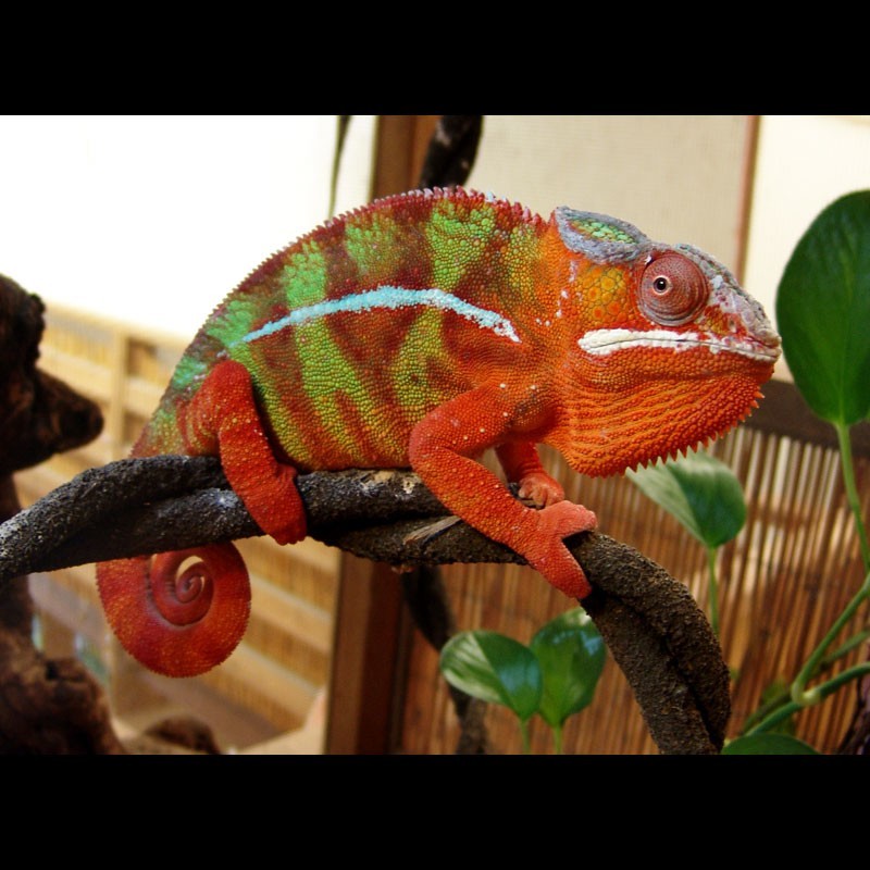 Red Bar Ambilobe Panther Chameleons (Furcifer pardalis)