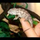 Panther Chameleons - Ambilobe (Babies)