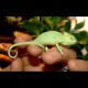 Veiled Chameleons (Babies)