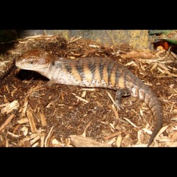 Blue Tongue Skinks - Northern (Babies)