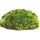 Pillow Moss - 8 qt (Galapagos)