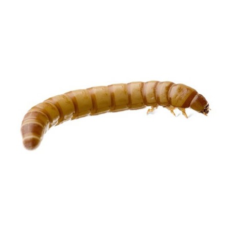 Giant Mealworms