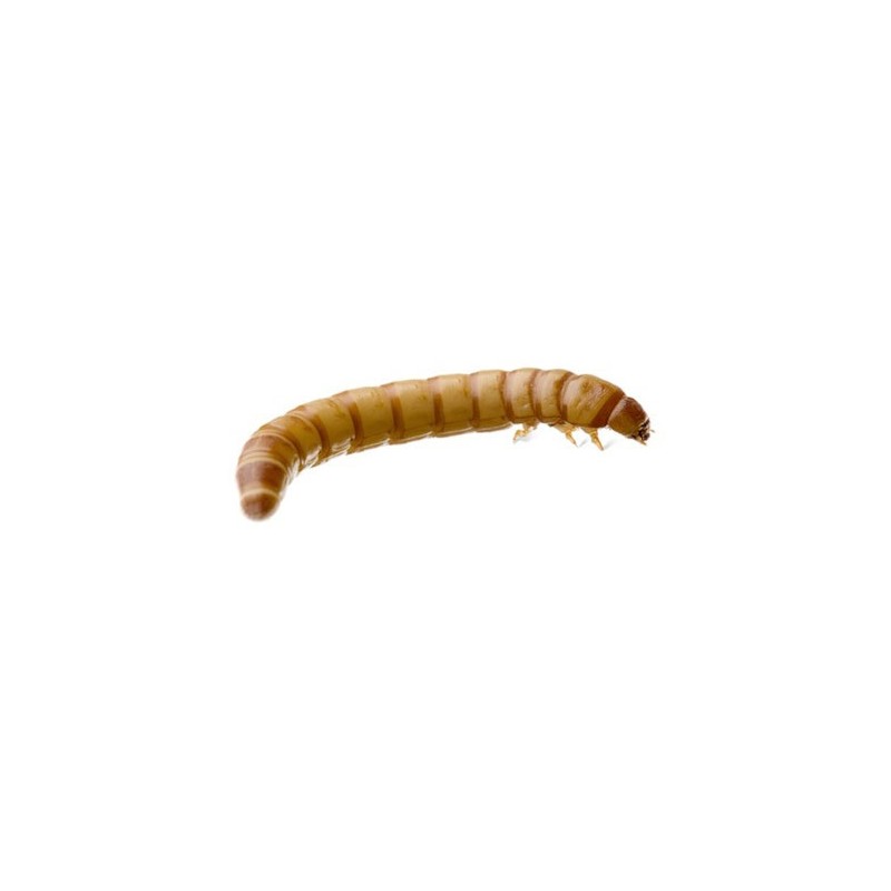 Giant Mealworms