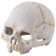 Skull - Primate - Small (Exo Terra)