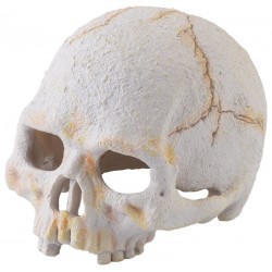 Skull - Primate - Small (Exo Terra)