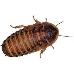 Dubia Roaches - XS