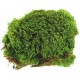 Frog Moss - 80 cu in (Zoo Med)