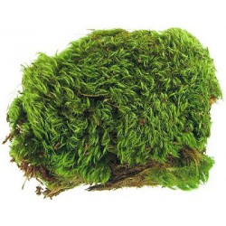 Frog Moss - 80 cu in (Zoo Med)