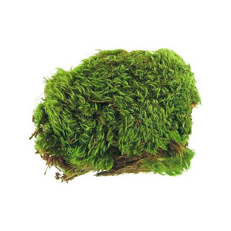 Zoo Med Frog Moss Completely All Natural Living Toads Snakes Reptiles 80  cu/in