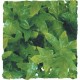 Congo Ivy - MD (Zoo Med)