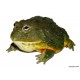 Giant African Bullfrog (Pyxicephalus adspersus)