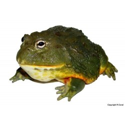 Giant African Bullfrog (Pyxicephalus adspersus)