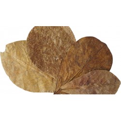 Indian Almond Leaves - SM (RSC)