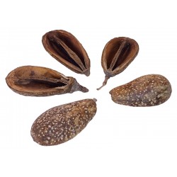 Pear Pods (RSC)