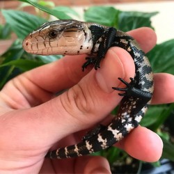 Blue Tongue Skinks - Indonesian